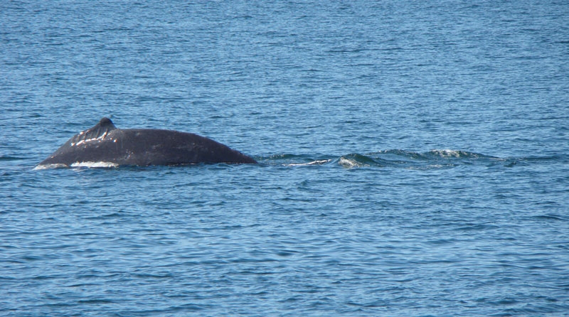 whale4.jpg - getting ready for its final dive.