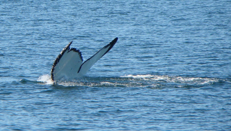 whale7.jpg - The final feeding dive.