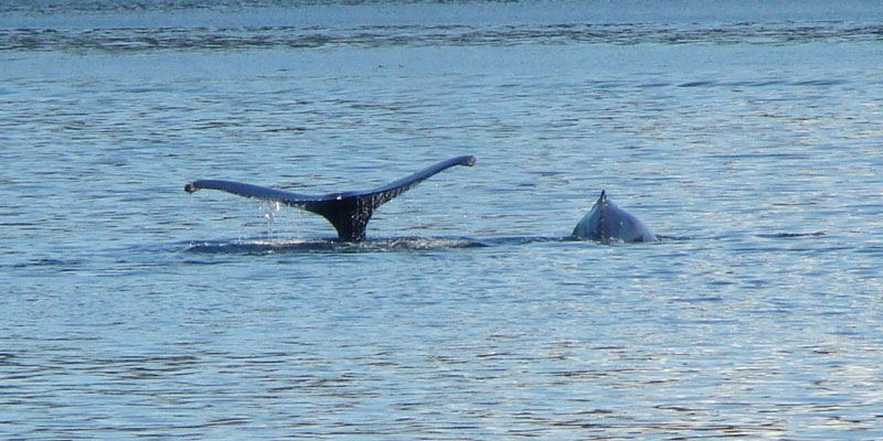 whale9.jpg - Upon closer examination it appears to be a mother and her calf.