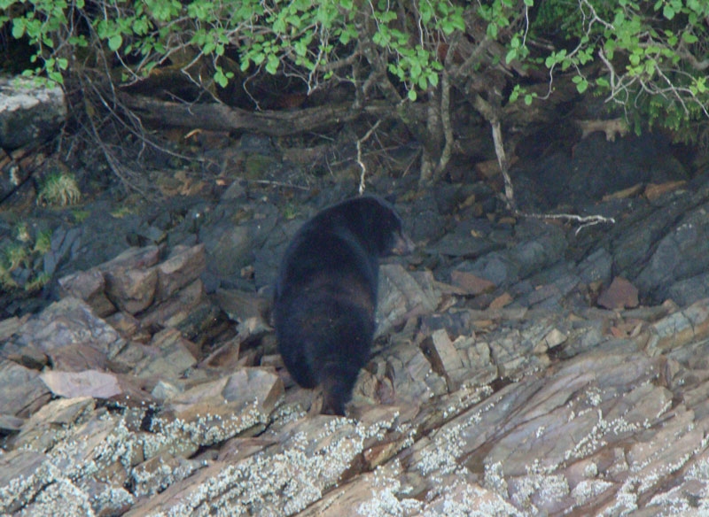 ketchikan7.jpg - A black bear along the coast line