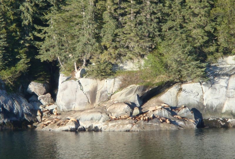 swsail4.jpg - Some sea lions soak in the sun on this warm day outside of Skagway.